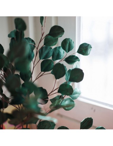 Eucalyptus gum tree en papier vert forêt basket pas cher