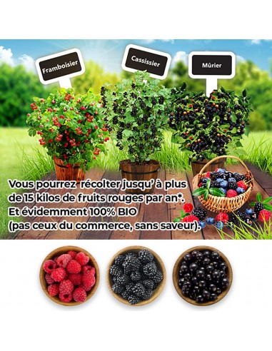 Set de 3 arbustes de fruits rouges - Livraison Offerte Venez acheter