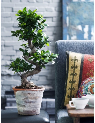 Set de 2 Ficus Ginseng Bonsaï XL 60-80 cm - Livraison Offerte avec pot de votre