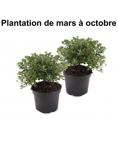 Lot de 2 Rhododendrons japonais - Livraison Offerte Livraison rapide