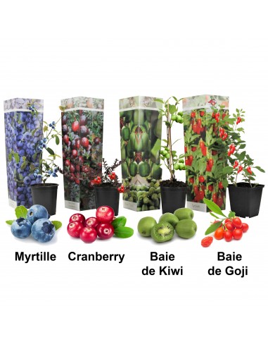 Lot de 4 arbres à smoothies - Livraison Offerte pas cher 