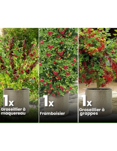 Set de 3 assortiments de baies rouges - Livraison Offerte store