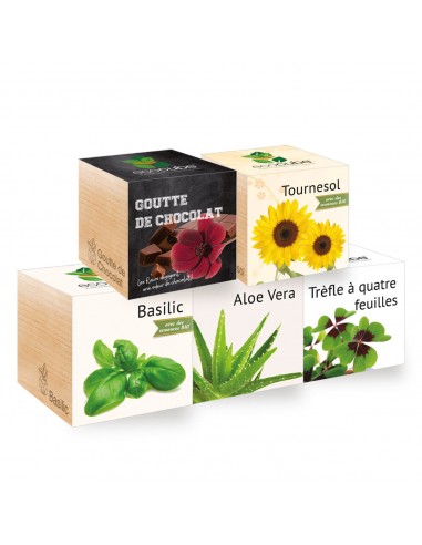 Plantes Aloe Vera, Tournesol, Basilic, Goutte de chocolat, trèfle à 4 feuilles - Livraison Gratuite paiement sécurisé